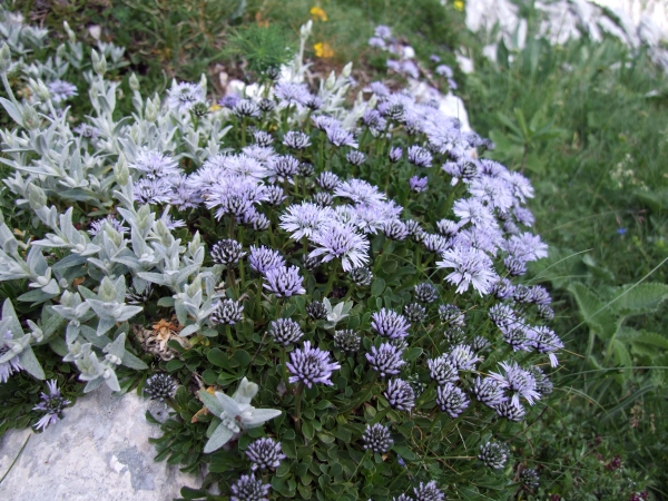 Fioriture in quota